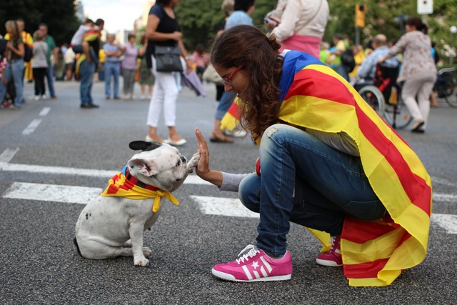 high five catalan dog