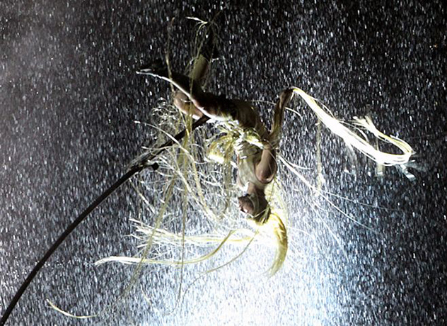 Brisbane festival: A performer flips around