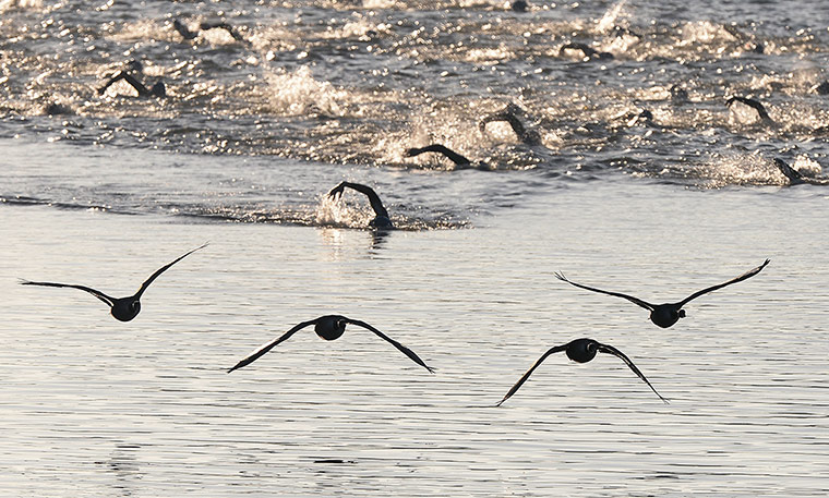 World Triathlon Final: World Triathlon Grand Final