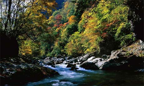 Shennongjia Nature Reserve, Yichang, China