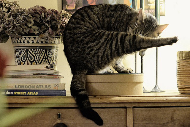 Cat yoga: yoga cat pose