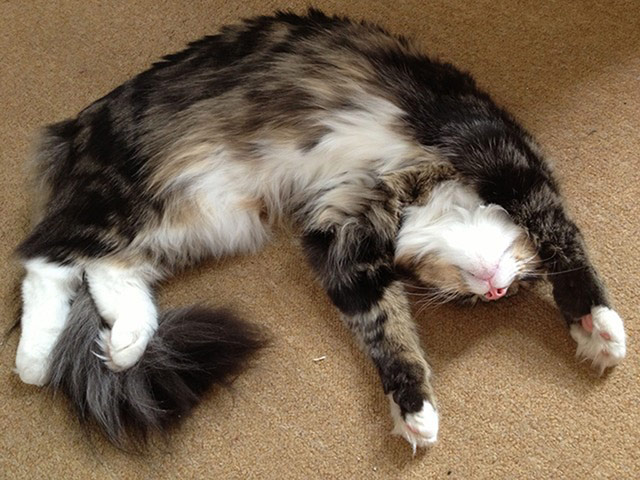 Cat yoga: qi gong cat yoga