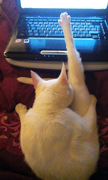 Cat yoga: online yoga tutorial