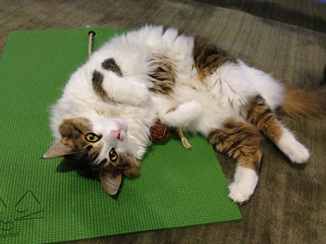Cat yoga: yoga pose cat