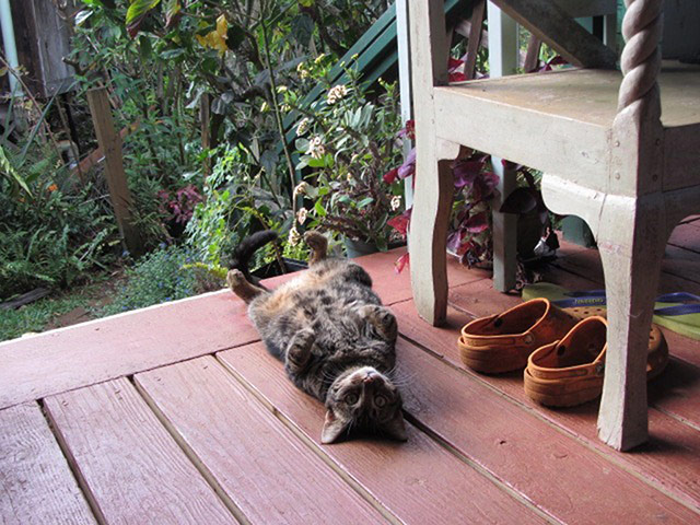 Cat yoga: kitty corpse yoga pose