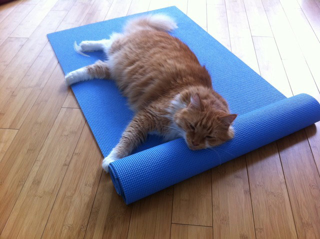 Cat yoga: cat on yoga mat