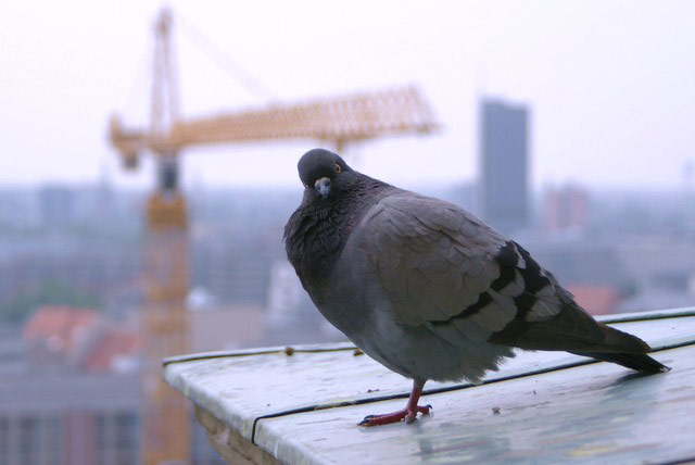 Alternative Germany: quizzical pigeon