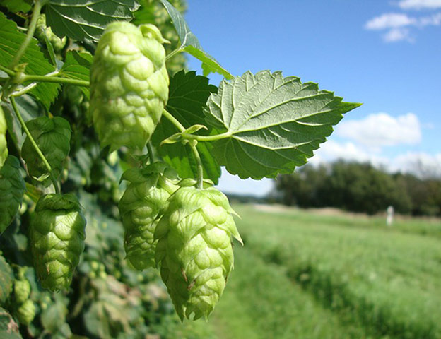 Alternative Germany: bavarian hops