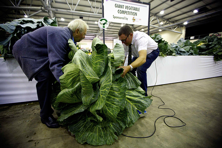 A Lighter Look: weighing a giant cabbage