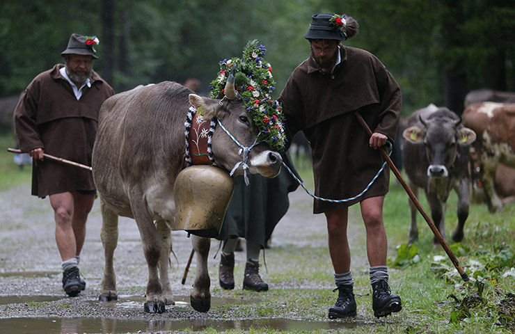 A Lighter Look: A herd of cattle