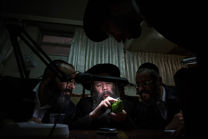 Sukkot preparations: An ultra-Orthodox Jewish man uses a magnifying glass to check an etrog for 