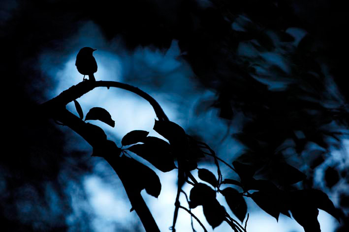 GDT: Fritz Pölking Prize 2013