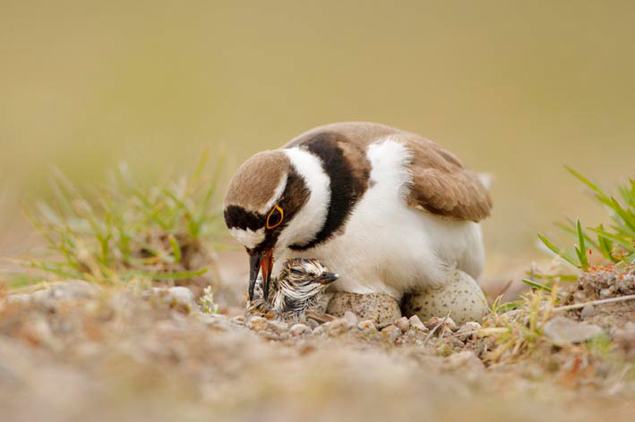 GDT: Fritz Pölking Prize 2013