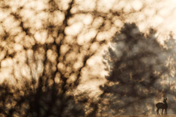 GDT: Fritz Pölking Prize 2013