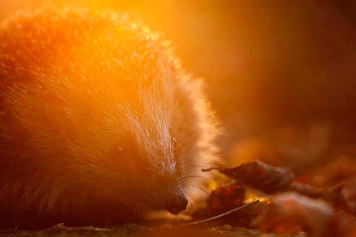 GDT: Fritz Pölking Prize 2013