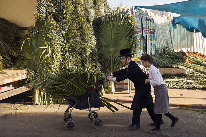 Sukkot preparations: Ultra-Orthodox Jewish children carry palm branches in Bnei Brak