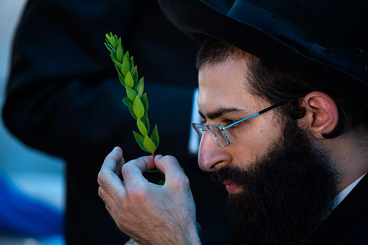 Sukkot: A Jewish man checks a myrtle branch for blemishes at a market in Jerusalem