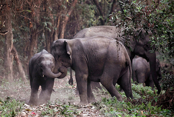 Week in wildlife: Herd Of Elephants Play In Jungle Of Assam, India