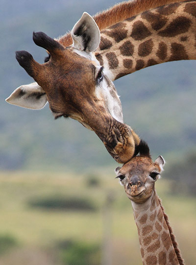 Week in wildlife: Mother Giraffe Tends To Her Month-Old Calf In Kariega Game Reserve