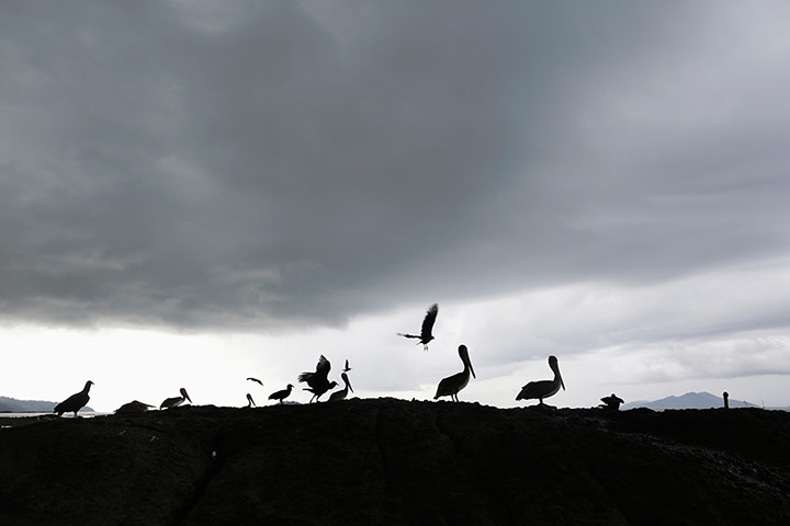 Week in wildlife: Vultures and pelicans sit on a rock on the shore of the ocean in Veracruz
