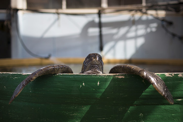 Week in wildlife: Israel's Sea Turtle Rescue Center