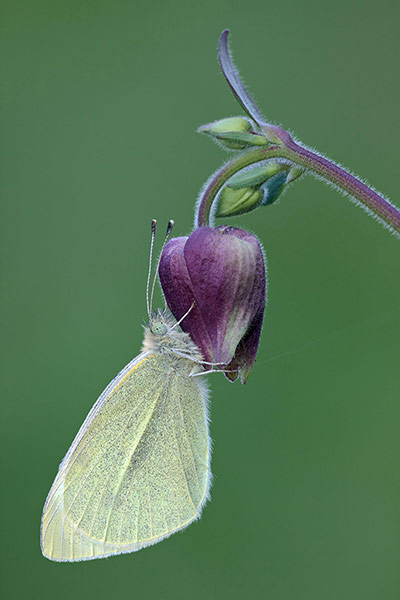 Week in wildlife: Butterfly numbers