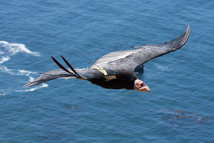 Week in wildlife:  a condor in flight in Big Sur, California