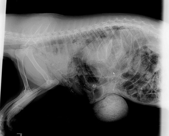 Week in wildlife: Badger cull: first photo of shot animal emerges