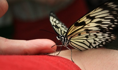 Butterfly - GuardianWitness Autumn
