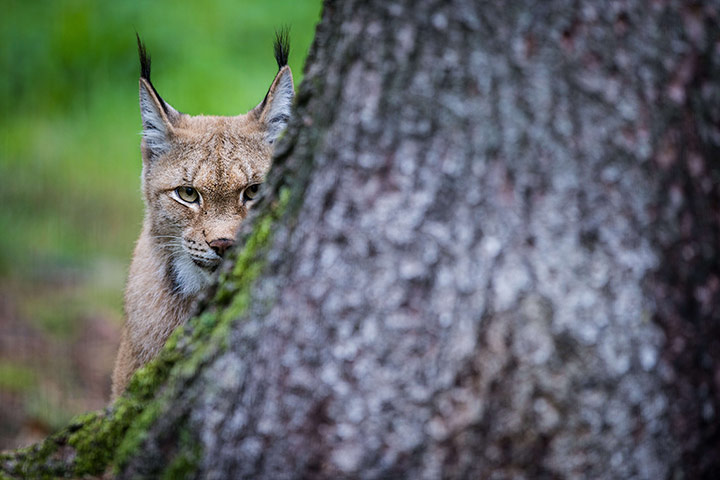 Week in Wildlife: An Eurasian lynx