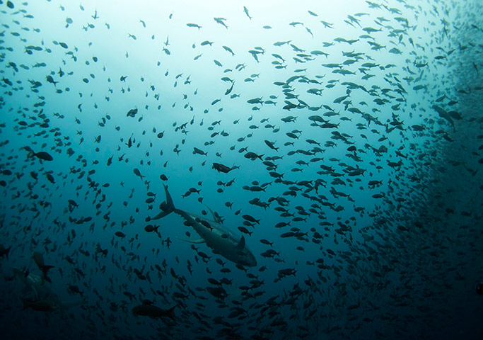 Week in Wildlife: A tuna swims among a school of fish at Galapagos Marine Reserve