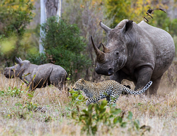 Week in Wildlife: Rhino Cow Charges At Young Leopard To Protect Her Calf