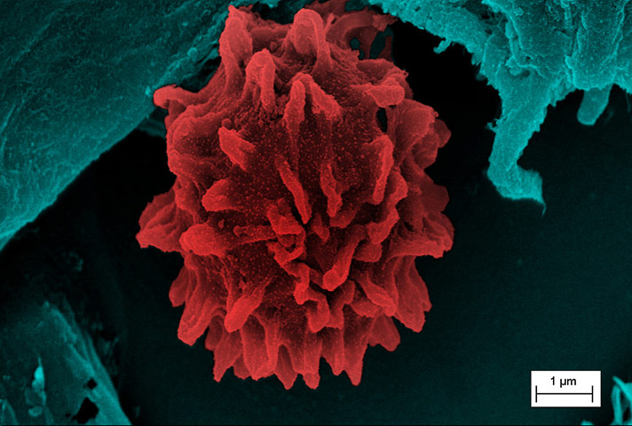 Nanotechnology: Postcard from nanoworld