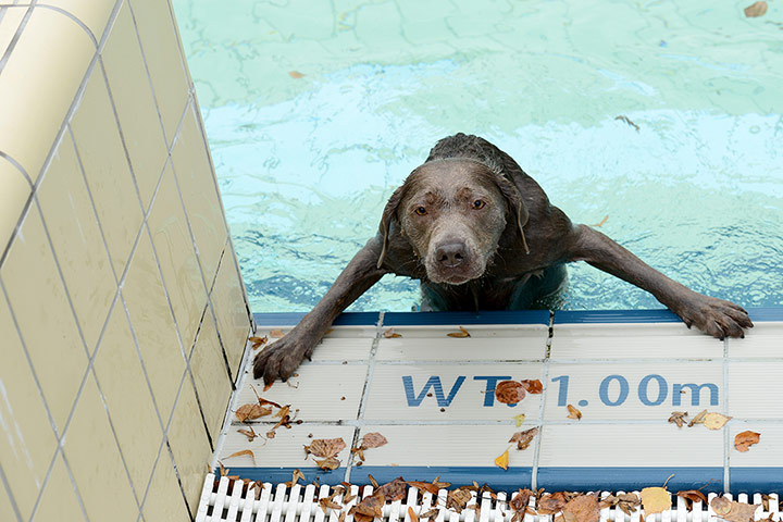 Weekend in pictures: Dog Bathing Day at outdoor swimming pools