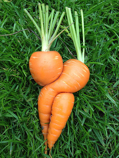 Your Pictures - crop: carrots