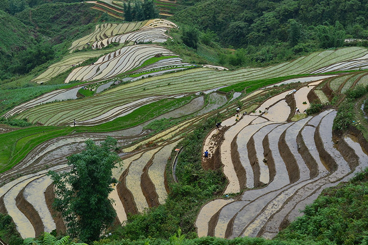 Your Pictures - crop: Rice paddy fields 