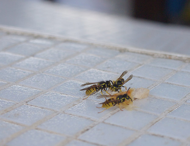 Your Pictures - crop: two wasps on tiles 