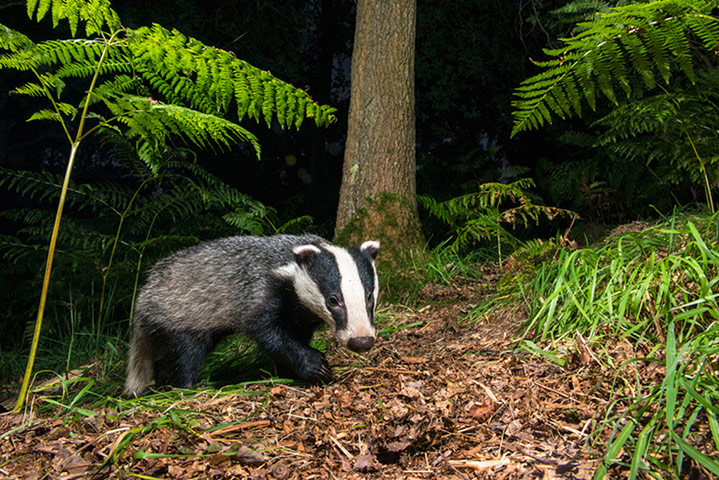 Big Pic - Badgers: badger in forest
