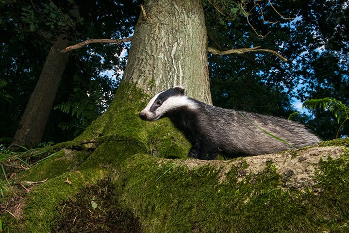 Big Pic - Badgers: badger in forest 
