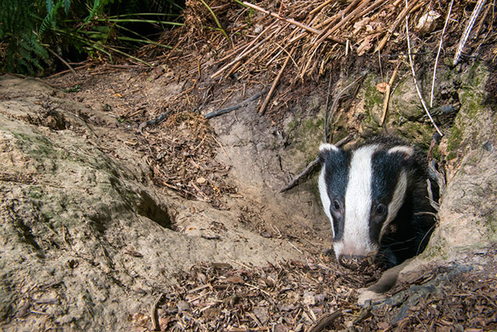 Big Pic - Badgers: badger in forest