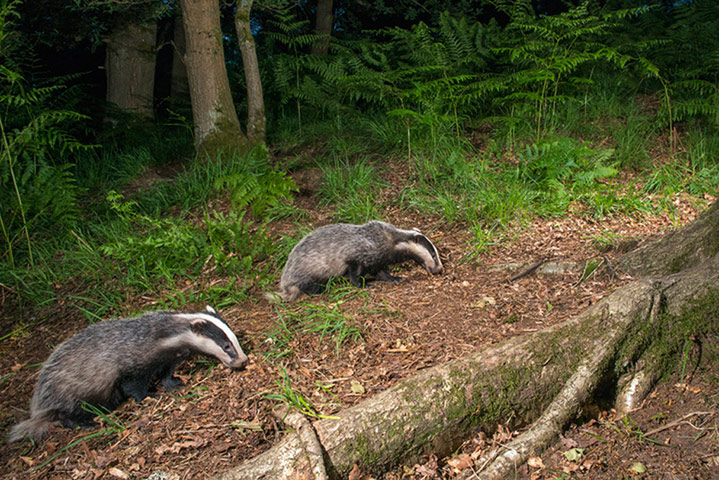 Big Pic - Badgers: badgers in forest