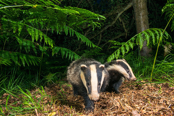 Big Pic - Badgers: badgers in forest