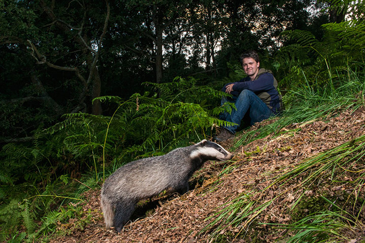 Big Pic - Badgers: badgers in forest