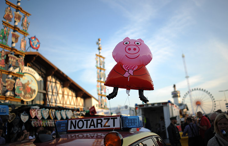 oktoberfest: A pig balloon 