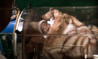 A premature baby in an incubator at Mosango Hospital