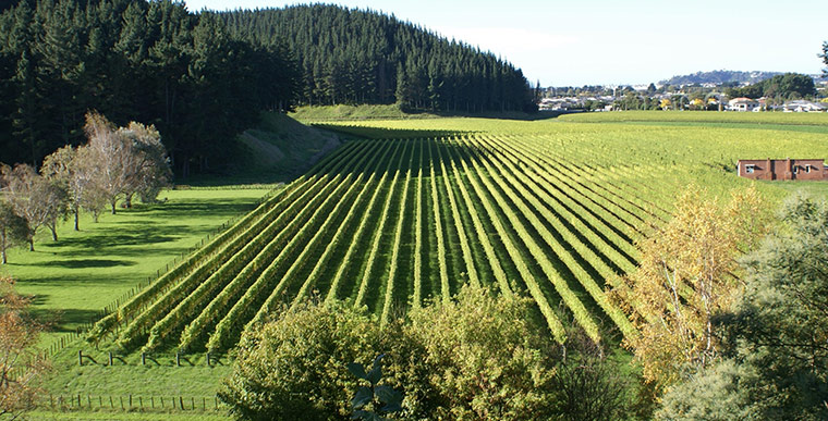 Your Pictures - Maze: pic of winery with symmetrical rows