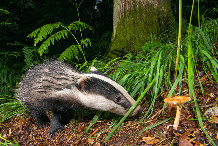 Big Pic - Badgers: badgers