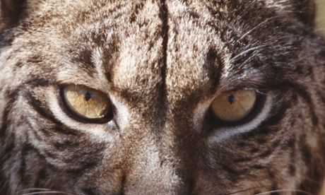 Iberian lynx (Lynx pardinus), still declining.