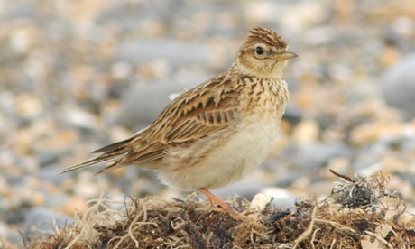 The skylark has declined by 50%, says Mark Avery.