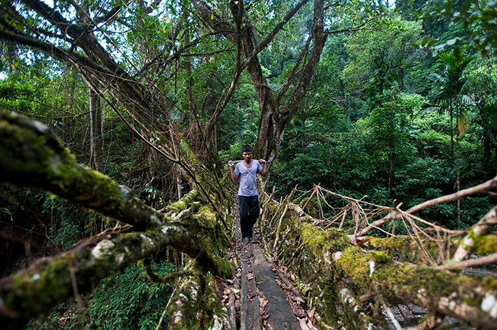 Ten best: A man crosses one of the living root bridges in Northeast India